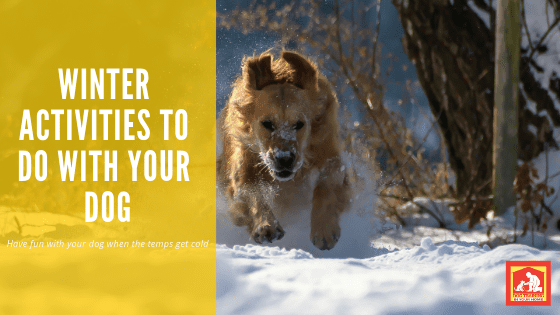 These freezing temps are not what us Southerners are used to, so a lot of us opt to stay inside and neglect getting out there with our dogs. For active breeds, this doesn't bode very well - they need a way to release that energy (unless you want your couch destroyed). So, here's your #realitycheck: you can still have fun with your dog in winter! Here are a few winter activities to do with your dog when the temps start dropping. | Dog Training In Your Home Columbia